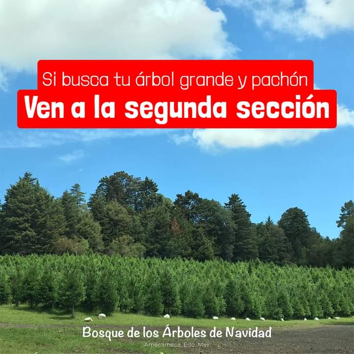 EL BOSQUE DE LOS ÁRBOLES DE NAVIDAD